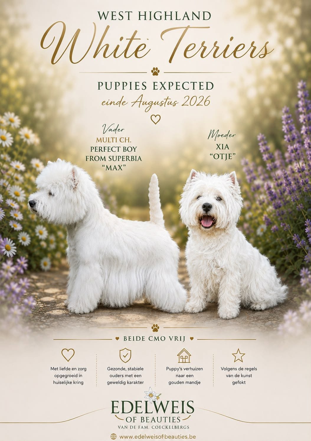 Op 27 juni heeft Max en Otje een date gehad en is Otje in blijde verwachting van  haar eerste nestje puppy's. Deze worden verwacht rond 28 augustus.